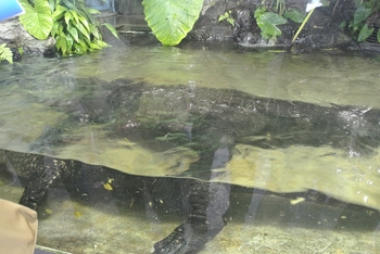 TobaAquarium_AlligatorMississippiensis.jpg